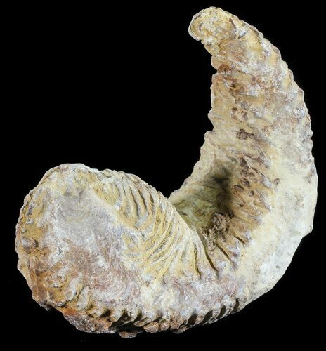 Cretaceous Fossil Oyster (Rastellum) - Madagascar #54441